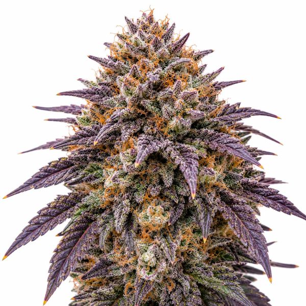 231 Runtz cannabis strain