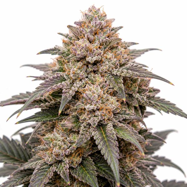 Bubble Gum Runtz cannabis strain