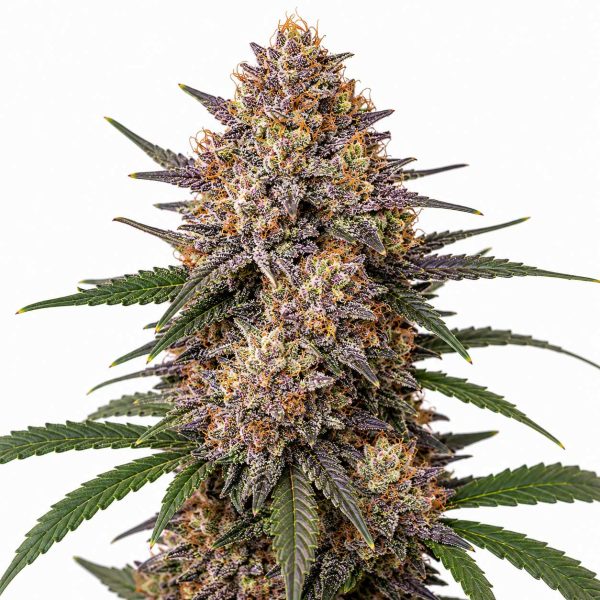 Cali Runtz cannabis strain