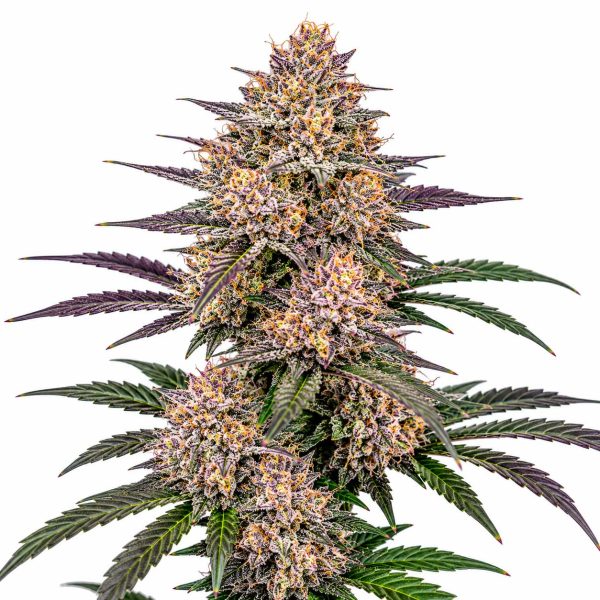 Candy Runtz cannabis strain