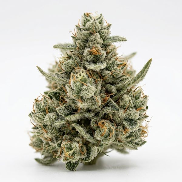 Cashout Runtz cannabis strain