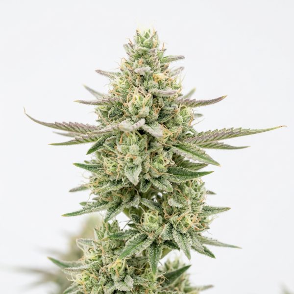 Cool Runtz cannabis strain