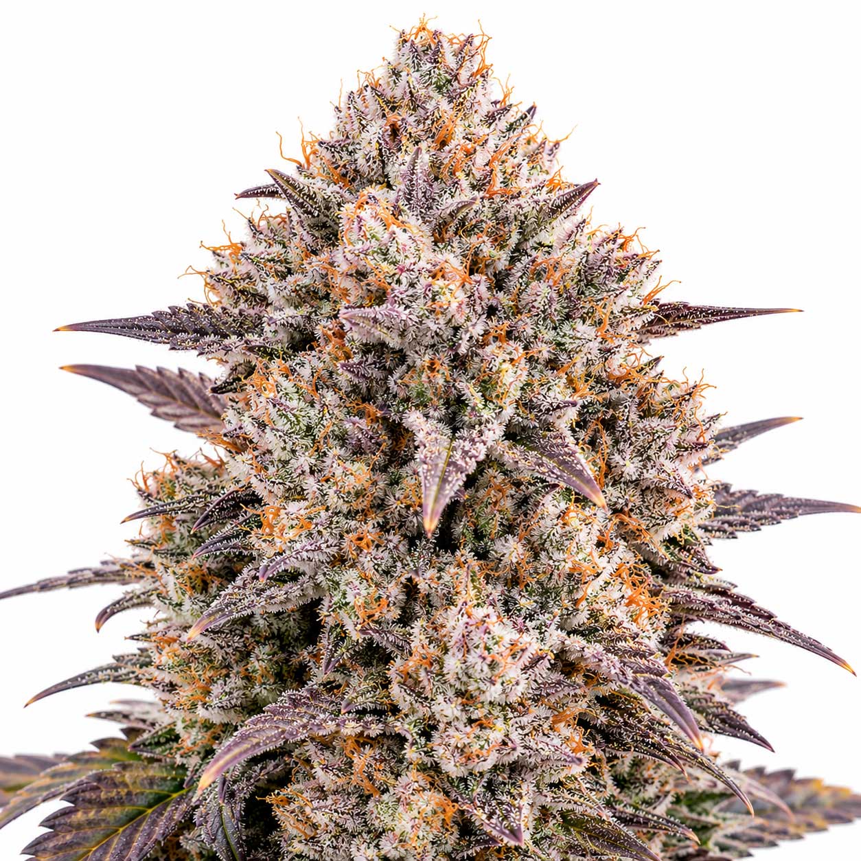 Cotton Candy Runtz cannabis strain