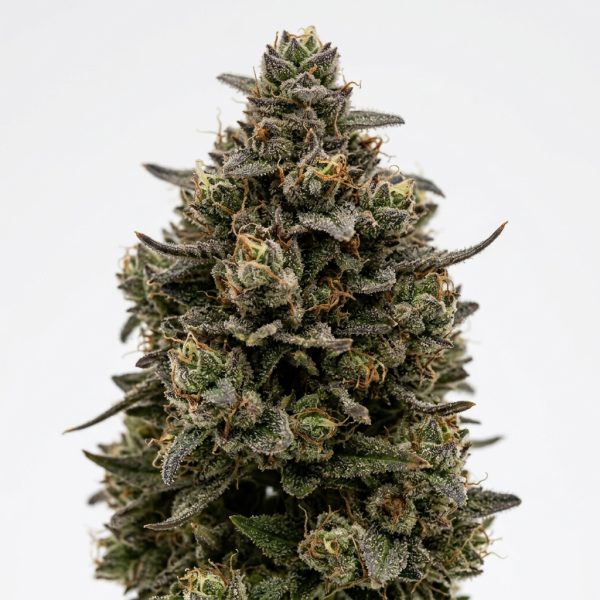 Daytona Runtz cannabis strain
