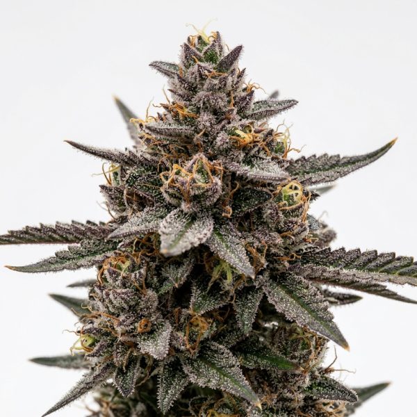 Executive Runtz cannabis strain
