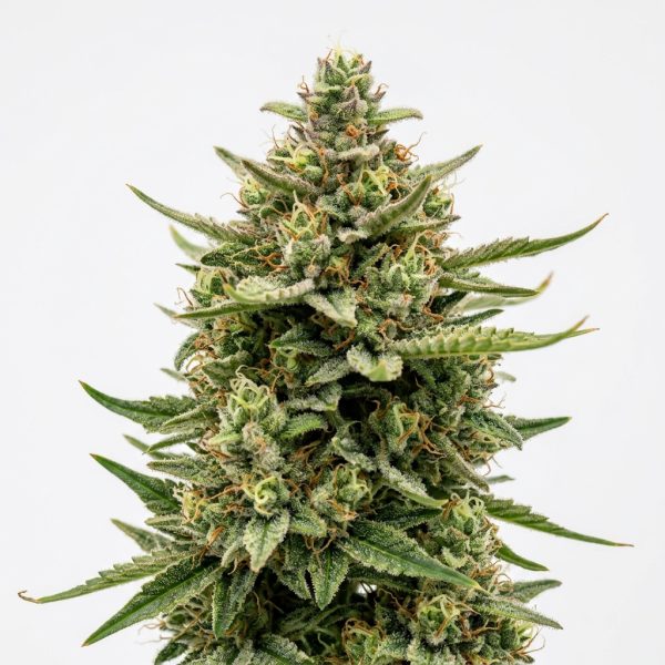 GTO Runtz cannabis strain