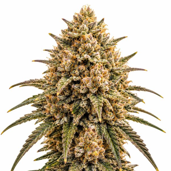 Honey Runtz cannabis strain