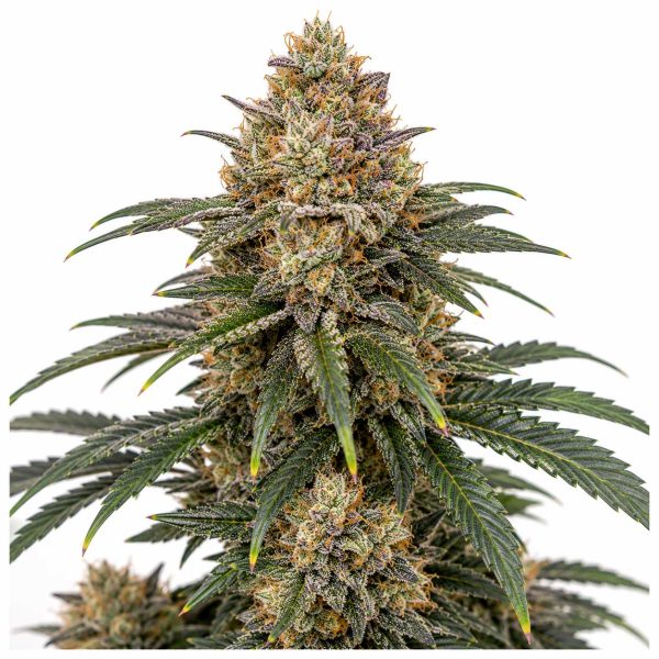 Limoncello Runtz cannabis strain
