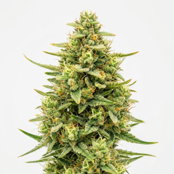 Melon Candy Runtz cannabis strain
