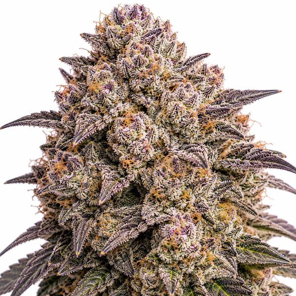 Moneybagg Runtz cannabis strain