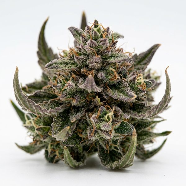 Permanent Runtz cannabis strain