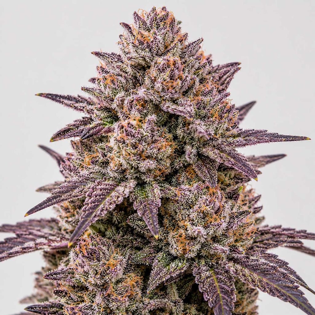 Pink Runtz cannabis strain