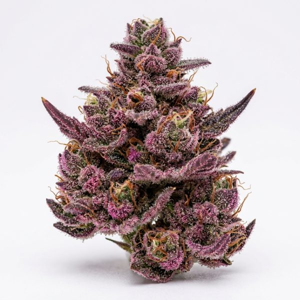 Pink Runtz 2.0 cannabis strain