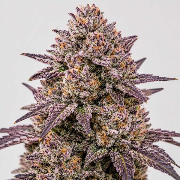 Pink Runtz cannabis strain