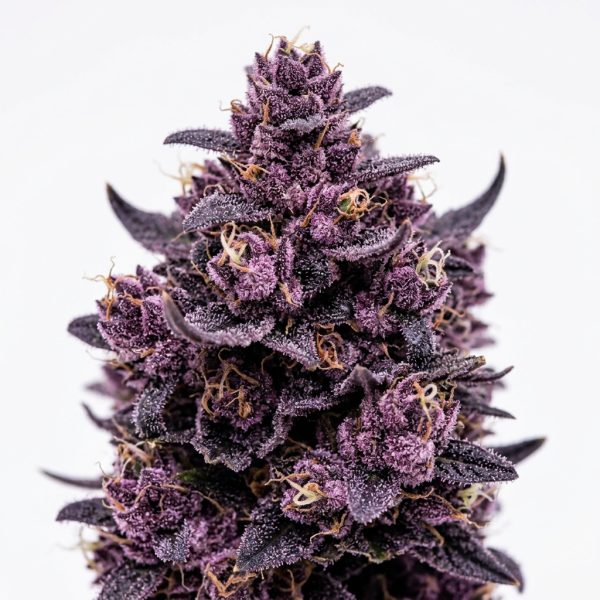 Purple Rain Runtz cannabis strain