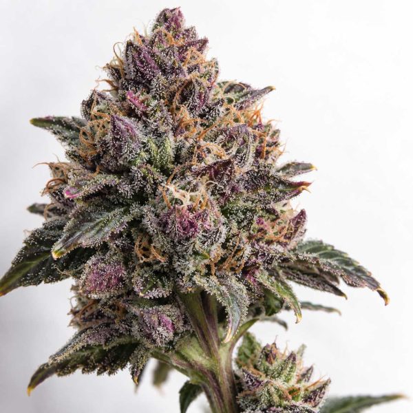 Rainbow Runtz cannabis strain