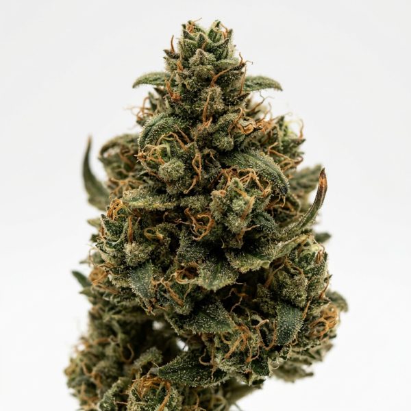 Reggie Runtz cannabis strain