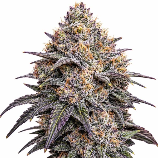 Richmond Runtz cannabis strain