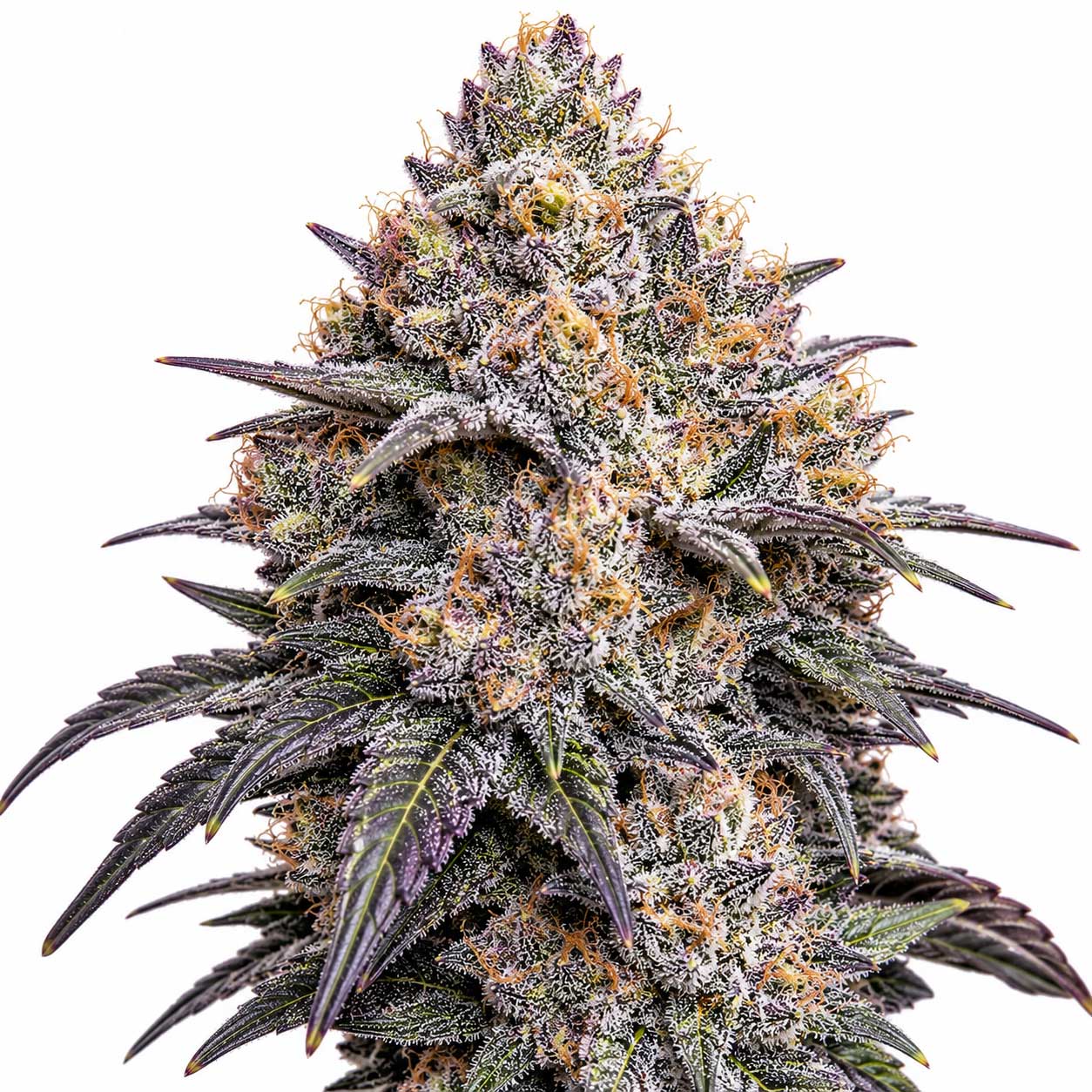 Richmond Runtz cannabis strain