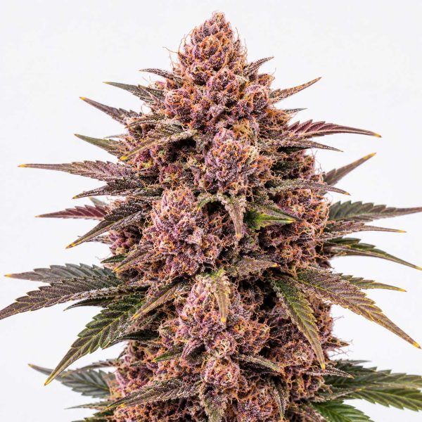 Rose Gold Runtz cannabis strain