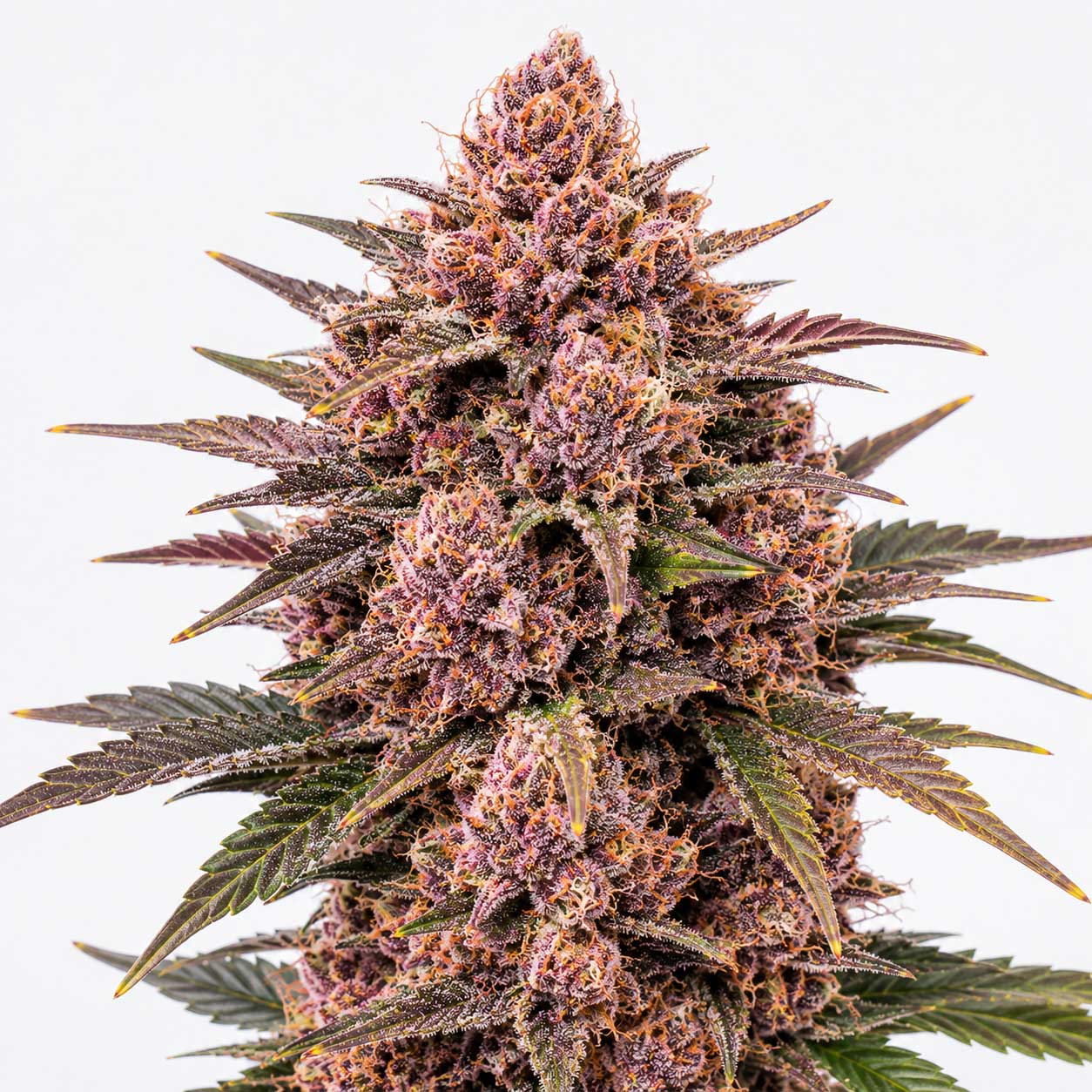 Rose Gold Runtz cannabis strain