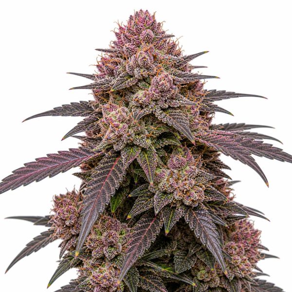 Rose Runtz cannabis strain