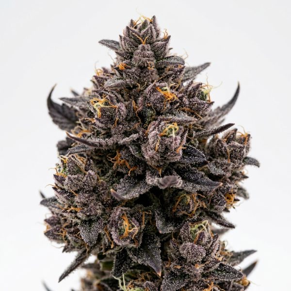Runtz Vuitton cannabis strain