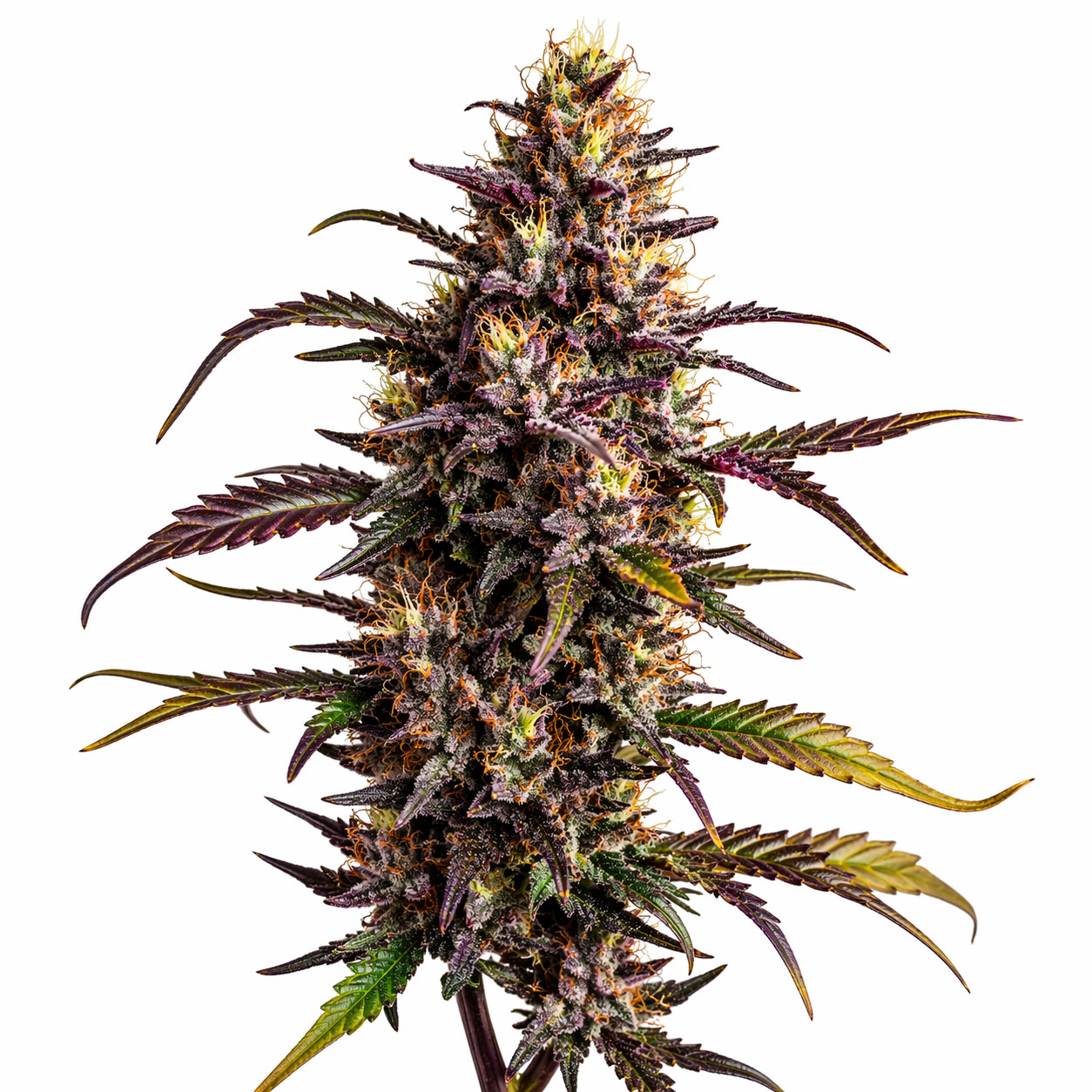 Sexy Runtz cannabis strain