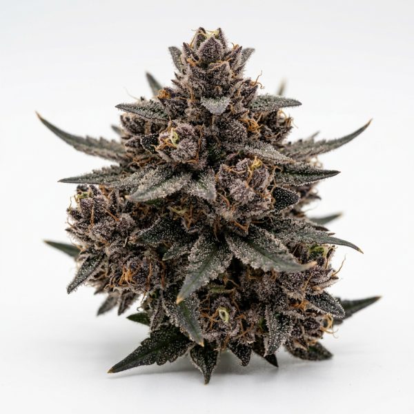 Taboo Runtz cannabis strain
