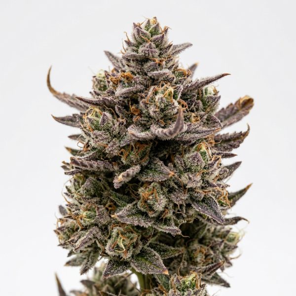 White Choco Runtz cannabis strain