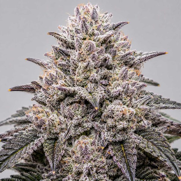 Zhampagne cannabis strain