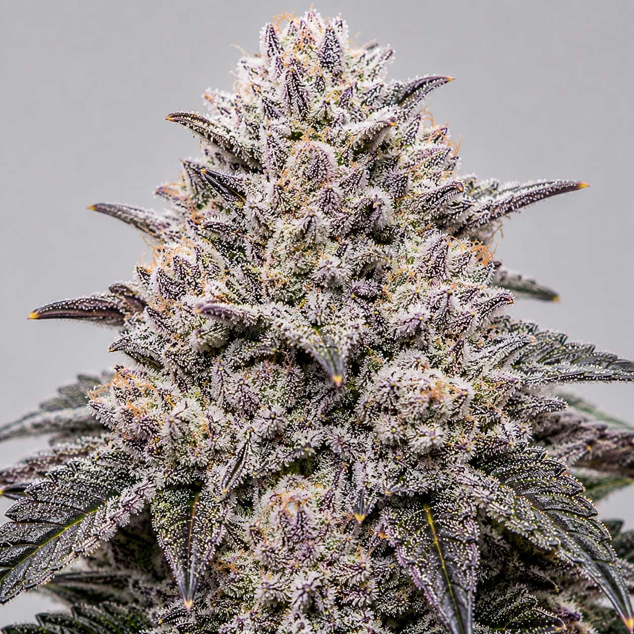 Zhampagne cannabis strain