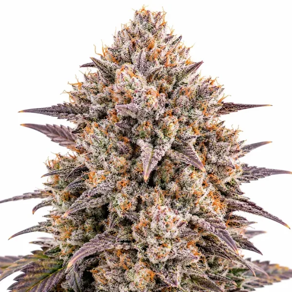 runtz-strain cannabis strain